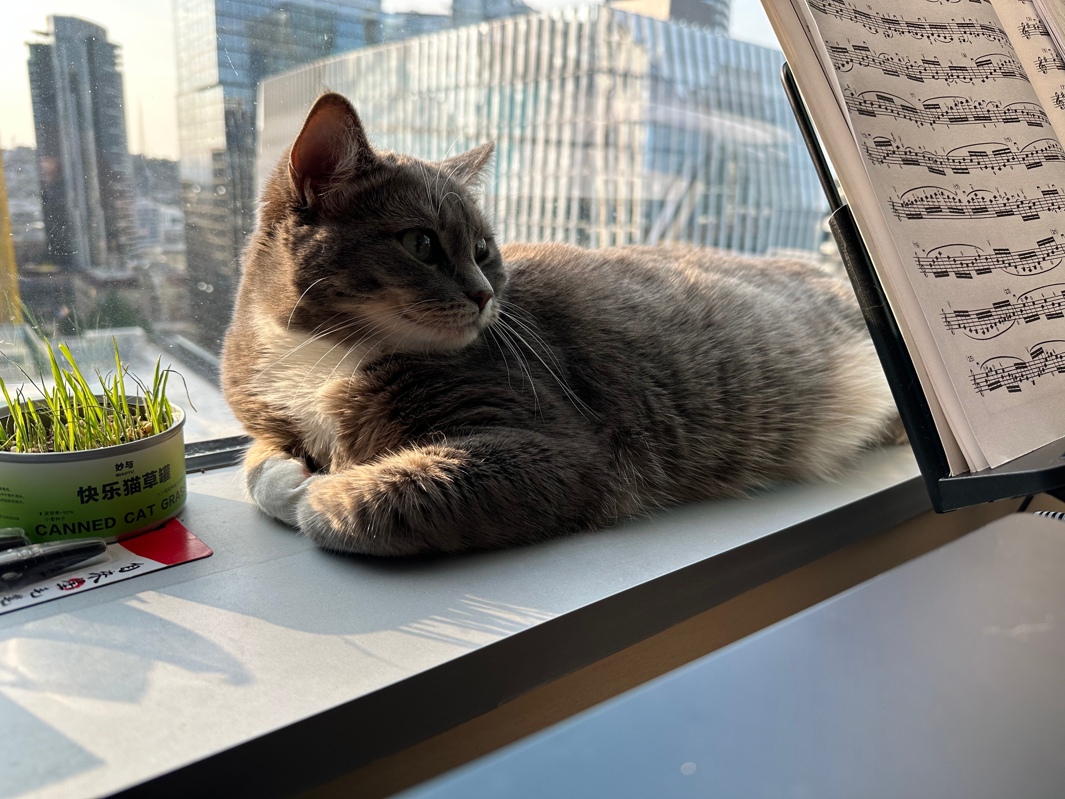 Padme the best cat chilling on the window